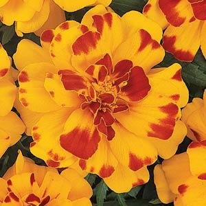Бархатцы отклоненные (Tagetes patula)