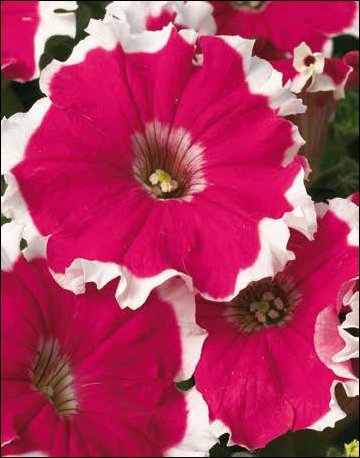 Петуния многоцветковая бахромчатая (Petunia multiflora)