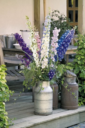 Дельфиниум гибридный (Delphinium hybrida)