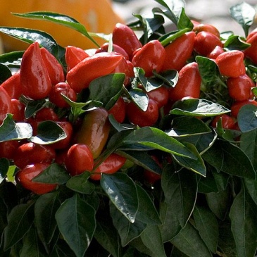 Перец летний (Capsicum annuum)