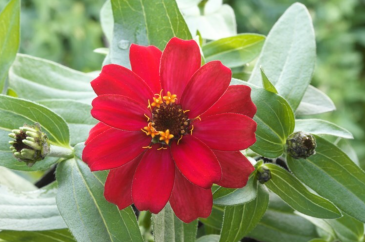 Цинния изящная (Zinnia elegans)