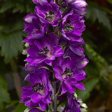 Дельфиниум высокий (генетически компактный) (Delphinium elatum)