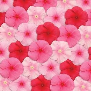 Катарантус розовый (Vinca rosea)