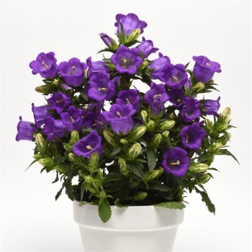 Колокольчик средний (Campanula medium)
