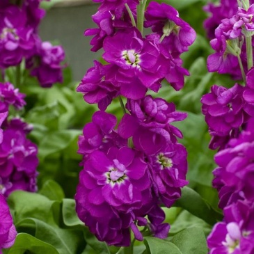 Левкой седой (Matthiola incana)