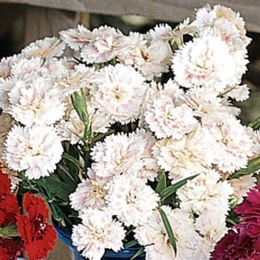 Гвоздика турецкая (Dianthus barbatus)