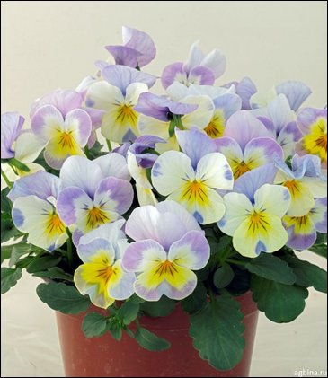 Виола гибридная (Viola wittrockiana x cornuta)