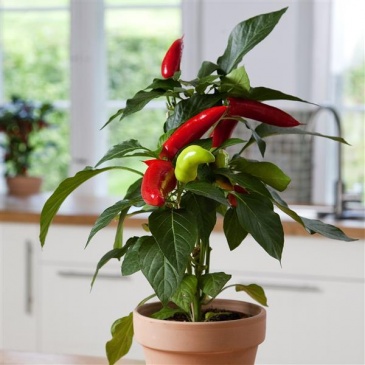 Перец летний (Capsicum annuum)