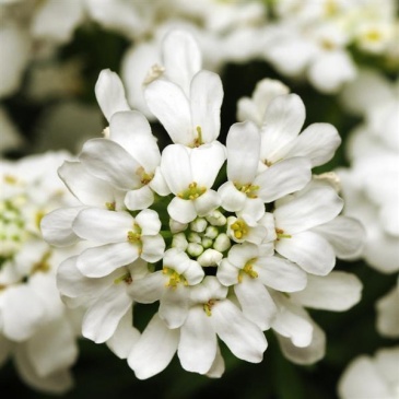 Иберис вечнозеленый (Iberis sempervirens)