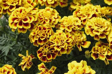 Бархатцы отклоненные (Tagetes patula)