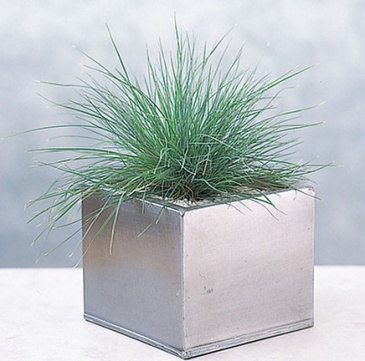 Овсяница сизая (Festuca glauca)