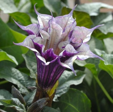 Дурман индийский (Datura metel)