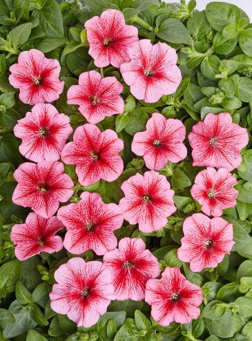 Петуния мелкоцветковая (Petunia milliflora)
