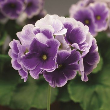 Примула обратноконическая (Primula obconica)
