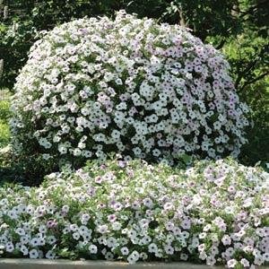 Петуния ампельная гибридная (Petunia х hybrida)