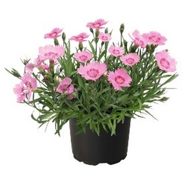 Гвоздика серовато-голубая (Dianthus gratianopolitanus) Гвоздика серовато-голубая (Dianthus gratianopolitanus)
