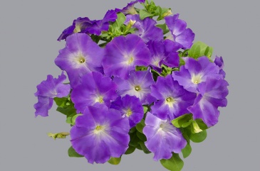 Петуния многоцветковая (генетически компактная) (Petunia multiflora)
