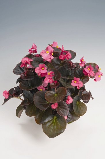 Бегония вечноцветущая (бронзовая листва) (Begonia semperflorens)