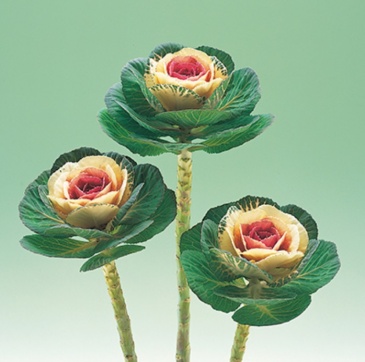 Декоративная капуста (Brassica oleracea)