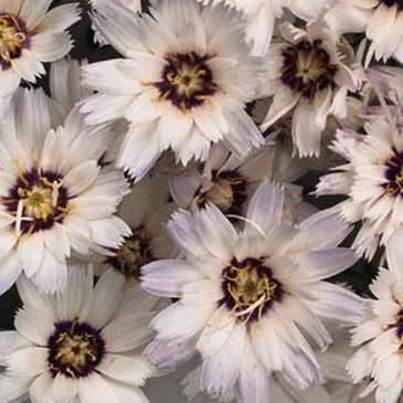 Катананхе голубая (Catananche caerula)