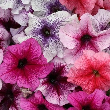 Петуния крупноцветковая (Petunia grandiflora)