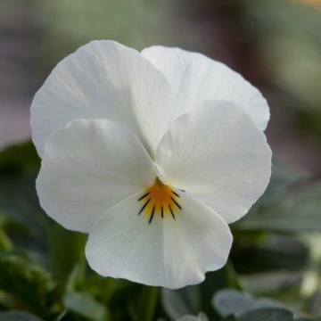 Виола рогатая (Viola cornuta)