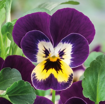Виола рогатая (Viola cornuta)