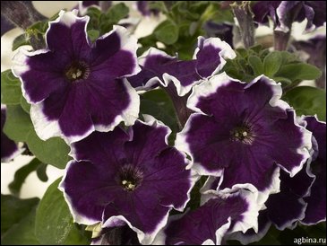 Петуния многоцветковая бахромчатая (Petunia multiflora)