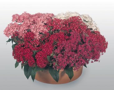 Пентас ланцетовидный (Pentas lanceolata)