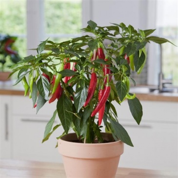 Перец летний (Capsicum annuum)