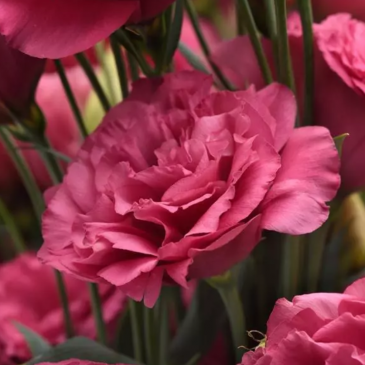 Лизиантус (Эустома) крупноцветковый (Lisianthus grandiflorum)