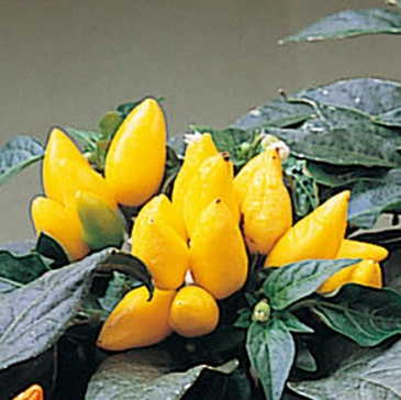 Перец летний (Capsicum annuum)