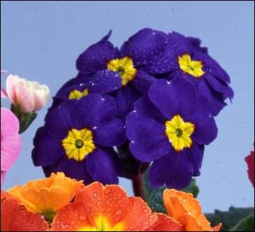 Примула полиантовая (многоцветковая) (Primula polyanthus)