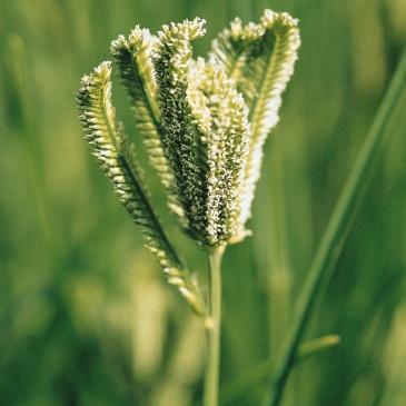 Каракан (Eleusine coracan)