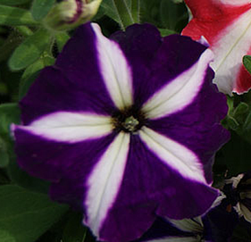 Петуния многоцветковая (Petunia multiflora)