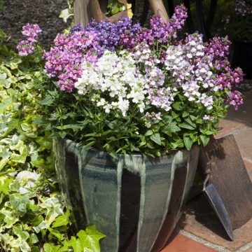 Немезия лазоревая (Nemesia foetens)