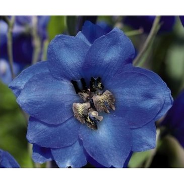 Дельфиниум гибридный (Delphinium hybrida)