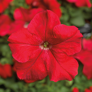 Петуния крупноцветковая (Petunia grandiflora)
