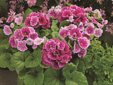 Примула обратноконическая (Primula obconica)