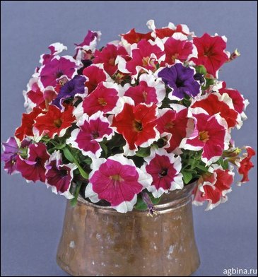 Петуния крупноцветковая (Petunia grandiflora)