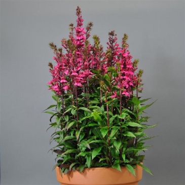 Лобелия прекрасная (Lobelia speciosa)