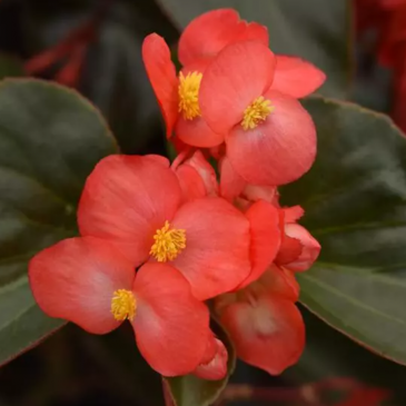 Бегония гибридная ампельная (бронзовая листва) (Begonia hybrida)