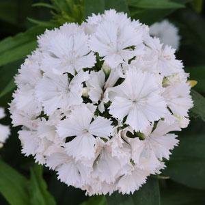 Гвоздика турецкая (Dianthus barbatus)