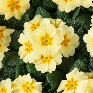 Примула бесстебельная (Primula acaulis)