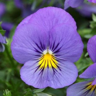 Виола виттрока ампельная (Viola wittrockiana)