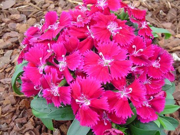 Гвоздика гибридная (Dianthus interspecific)