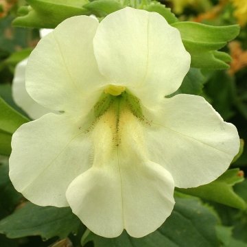 Губастик гибридный (Mimulus x hybrida)