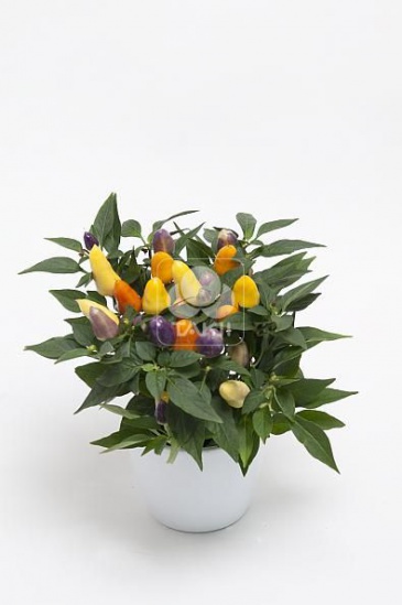 Перец летний (Capsicum annuum)