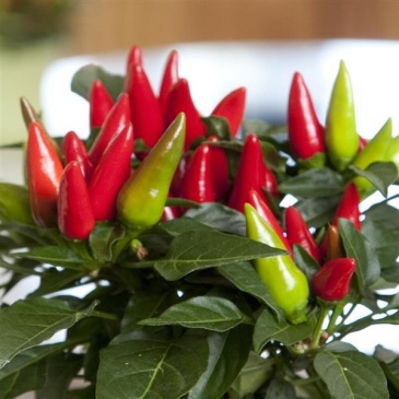 Перец летний (Capsicum annuum)