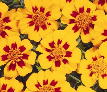 Бархатцы отклоненные (Tagetes patula)